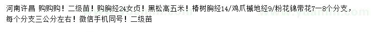 求購(gòu)女貞、黑松、椿樹等