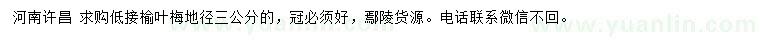 求購地徑3公分低接榆葉梅