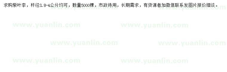 求購桿徑3.8-4公分紫葉李