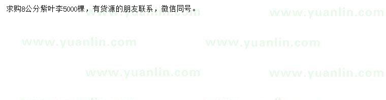 求購8公分紫葉李