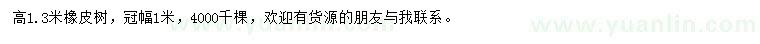 求購(gòu)高1.3米橡皮樹