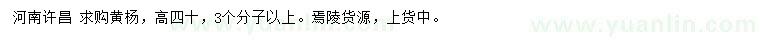求購高40公分黃楊