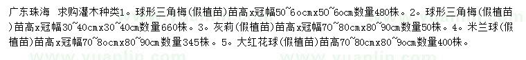 求購三角梅、灰莉、米蘭球等