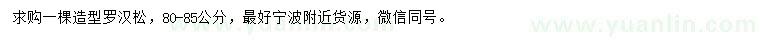 求購80-85公分造型羅漢松