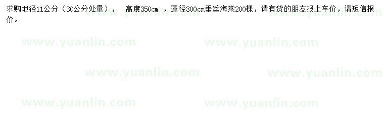 求購30公分處量地徑11公分垂絲海棠