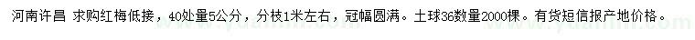 求購40處量5公分低接紅梅
