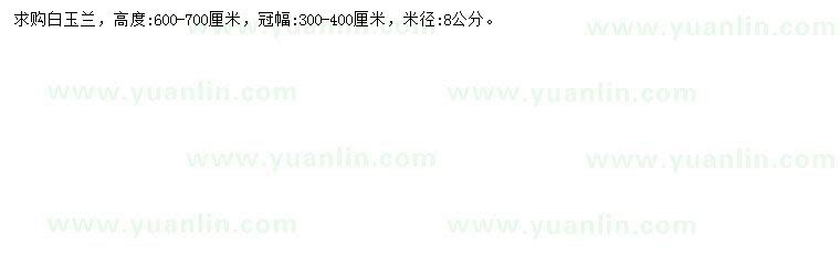 求購米徑8公分白玉蘭
