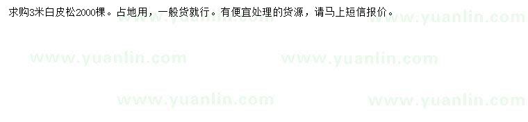 求購3米白皮松