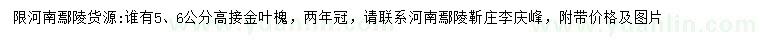 求購5、6公分高接金葉槐