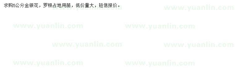 求購5公分金銀花