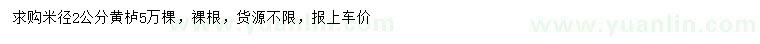 求購米徑2公分黃櫨
