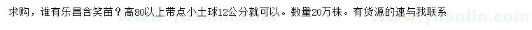 求購高80公分以上樂昌含笑