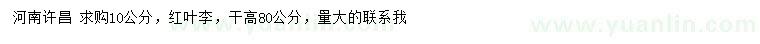 求購10公分紅葉李