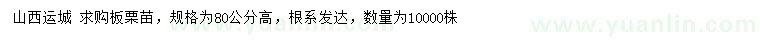 求購高80公分板栗苗