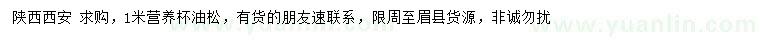 求購1米油松