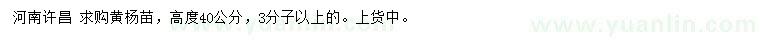 求購高度40公分黃楊苗