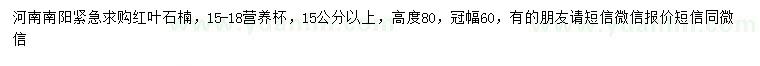 求購(gòu)15公分以上紅葉石楠