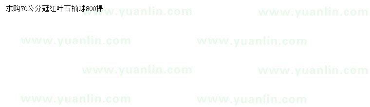 求購(gòu)冠幅70公分紅葉石楠球