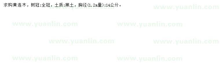 求購1.2米量胸徑14公分黃連木