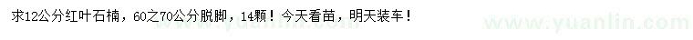 求購12公分紅葉石楠