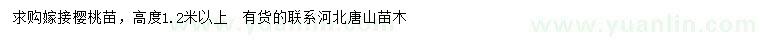 求購高1.2米以上嫁接櫻桃苗