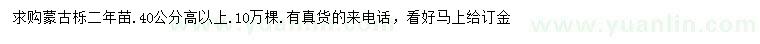 求購高40公分以上蒙古櫟