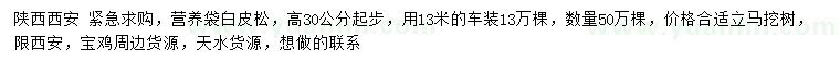 求購高30公分起步白皮松