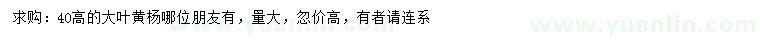 求購高40公分大葉黃楊