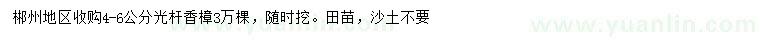 求購4-6公分光桿香樟