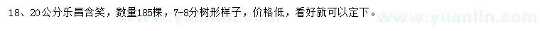 求購18、20公分樂昌含笑