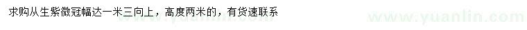 求購(gòu)高2米叢生紫薇