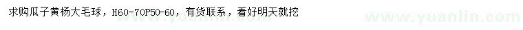 求購高60公分瓜子黃楊大毛球