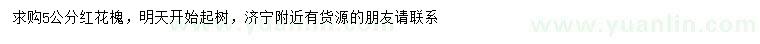 求購5公分紅花槐