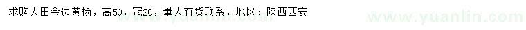 求購高50公分金邊黃楊