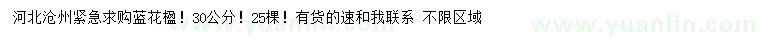 求購30公分藍花楹