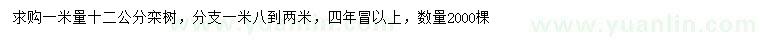 求購1米量12公分欒樹