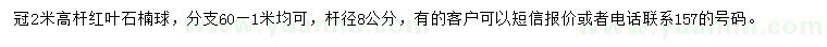 求購冠2米紅葉石楠球