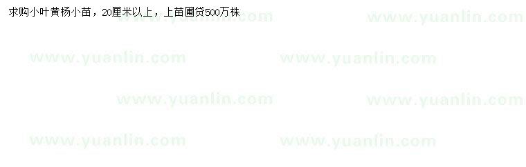 求購20公分以上小葉黃楊小苗