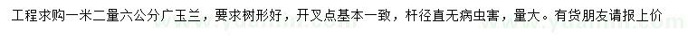 求購1.2米量6公分廣玉蘭
