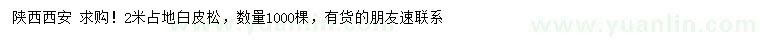 求購2米占地白皮松