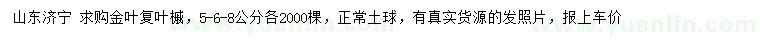 求購5、6、8公分金葉復葉槭