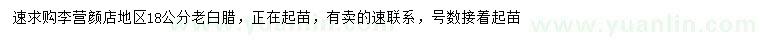 求購18公分老白臘
