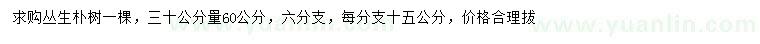 求購(gòu)30公分量60公分叢生樸樹