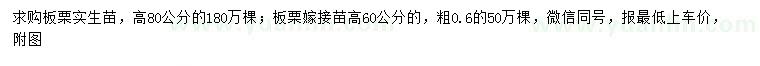 求購高80公分板栗實生苗、高60公分板栗嫁接苗