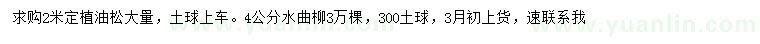 求購2米定植油松、4公分水曲柳