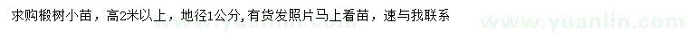 求購高2米以上椴樹小苗