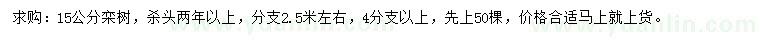 求購15公分欒樹