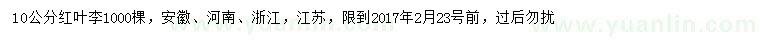 求購10公分紅葉李