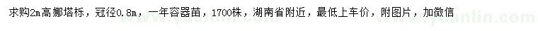 求購高2米娜塔櫟