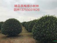 精品茶梅球行情報(bào)價(jià)\精品茶梅球圖片展示